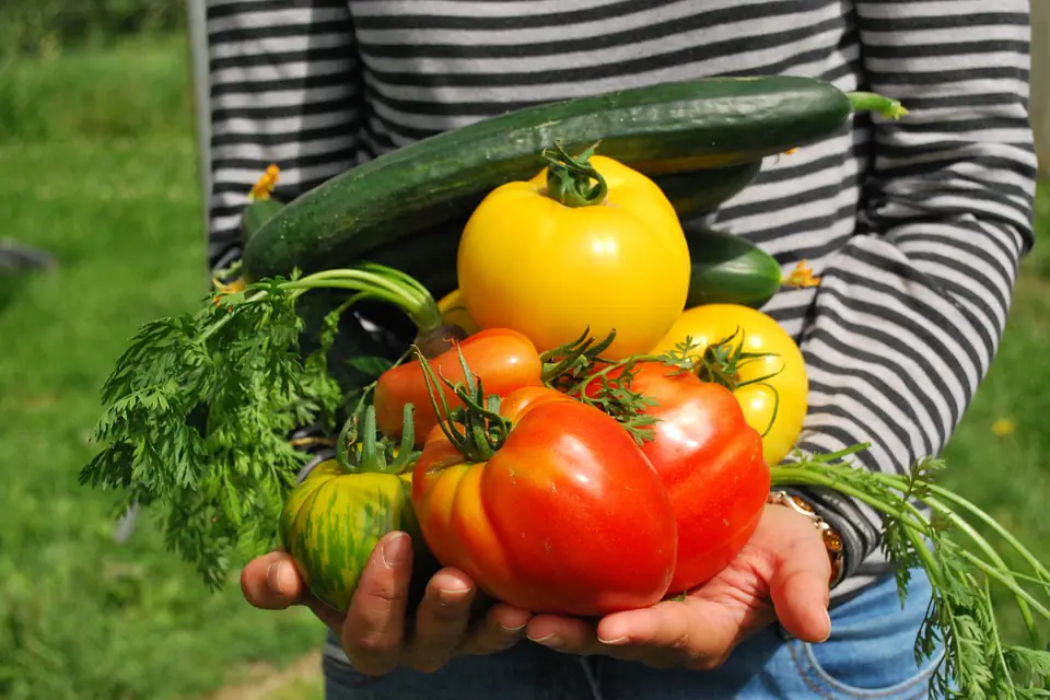 Potager français organisé en planches, avec jeunes légumes, semis étiquetés et récoltes de saison