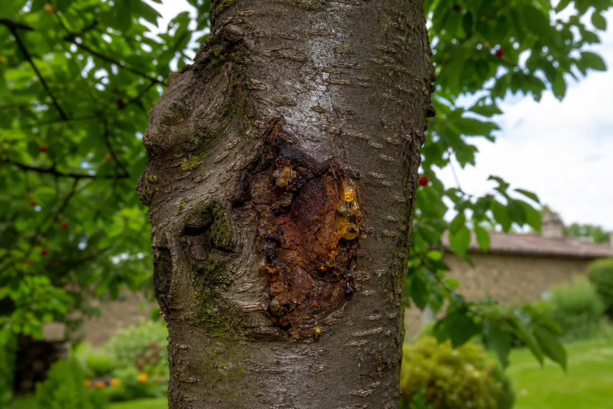 Gros plan d’un chancre bactérien avec gomme ambrée sur l’écorce fissurée d’un cerisier au jardin