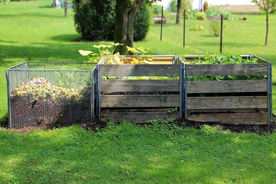 Compost mûr sombre dans une brouette près d'un potager, avec feuilles sèches et composteur en bois