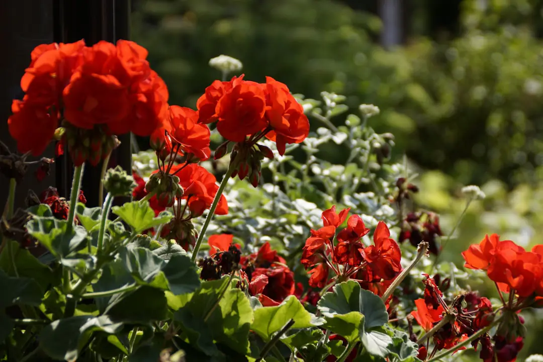 Pélargoniums odorants en pots fleuris près d’une table de terrasse française au soleil d’été
