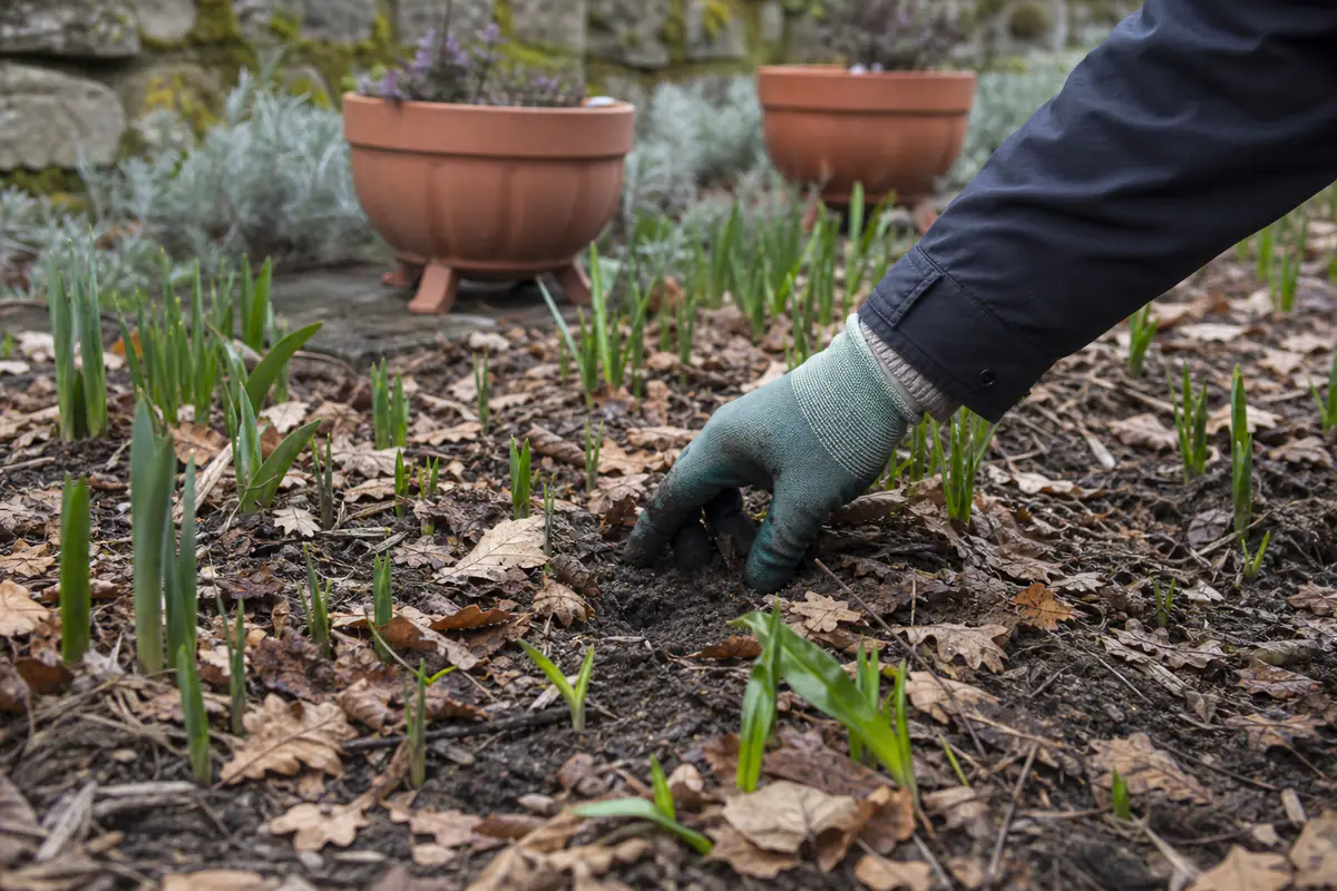 Bulbes de tulipes et narcisses en massif hivernal drainé, protégés par un paillage léger de feuilles sèches