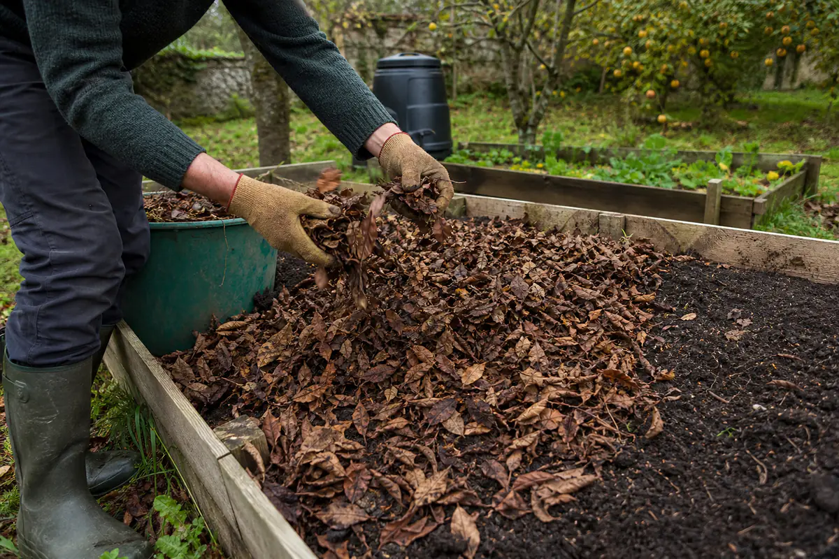 Jardinier couvrant une planche potagère de feuilles broyées à l’automne pour protéger un sol fertile