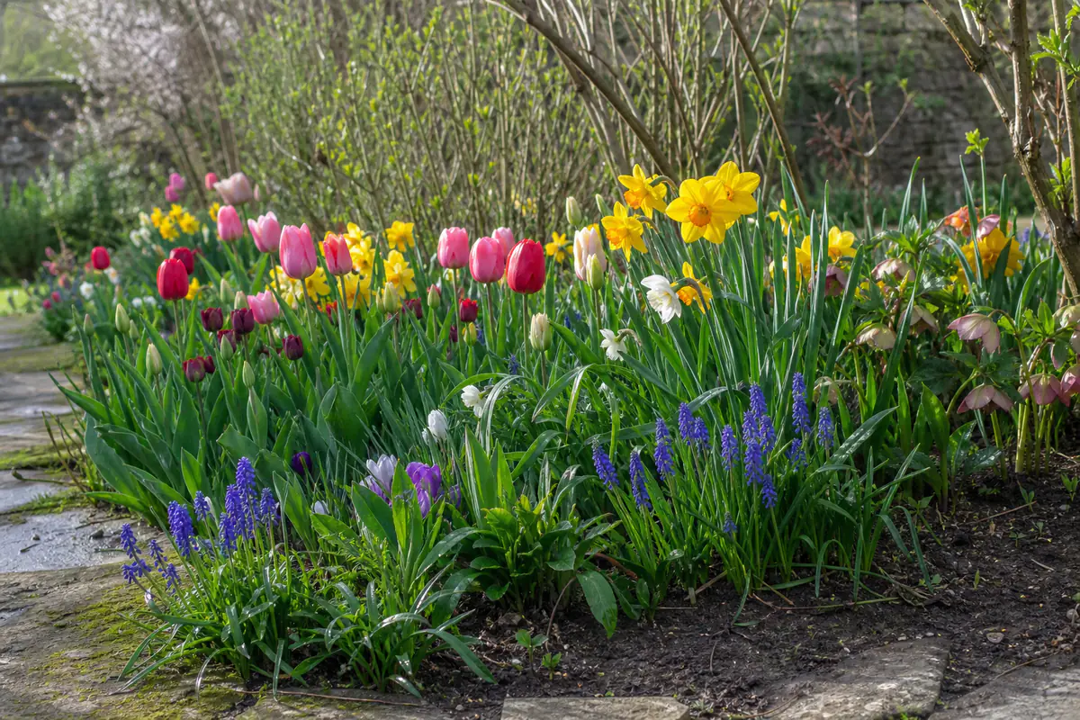Massif de tulipes, narcisses et muscaris en fleurs dans un jardin français lumineux au printemps