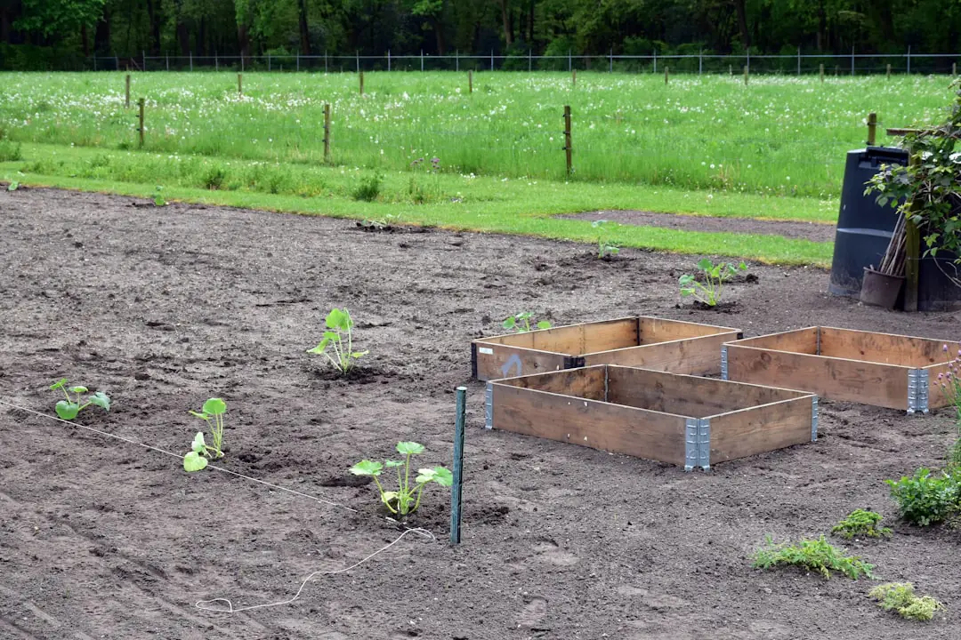 Jardinier récoltant des tomates et semant des épinards dans un potager français lumineux de septembre