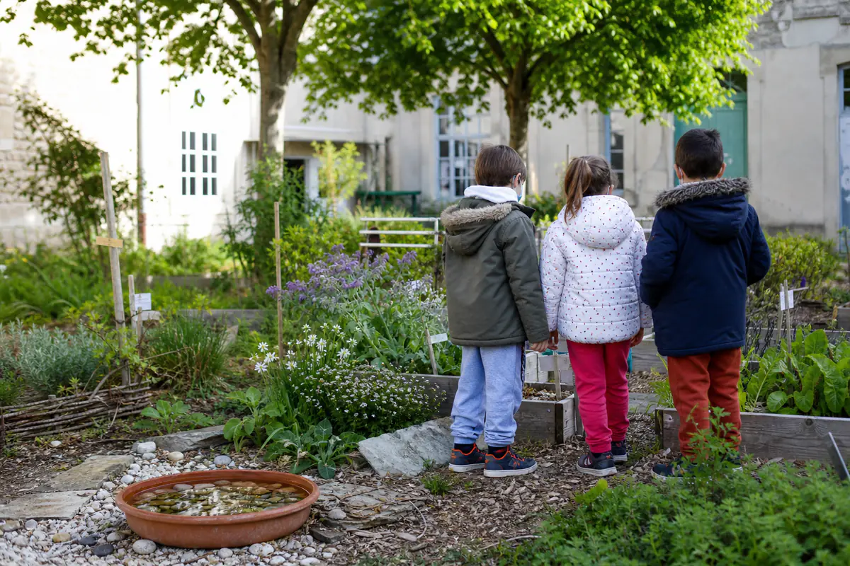 Élèves observant des fleurs et des aromatiques dans un jardin scolaire paillé et favorable à la biodiversité