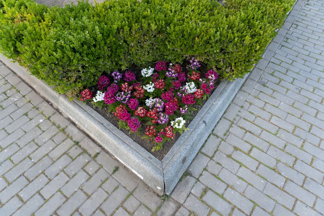 Carré potager naturel aux semis mêlés de roquette, radis, laitues et fleurs, observé au printemps