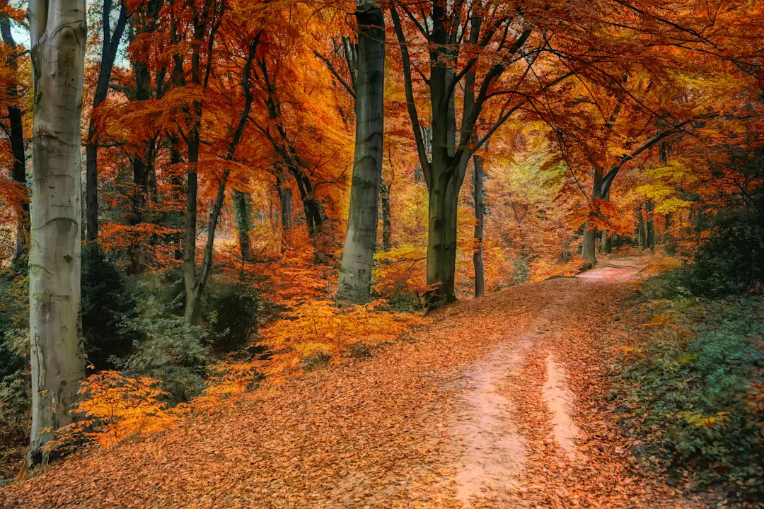 Jeune arbre planté dans un jardin français en automne, motte arrosée et sol couvert de paillis de feuilles