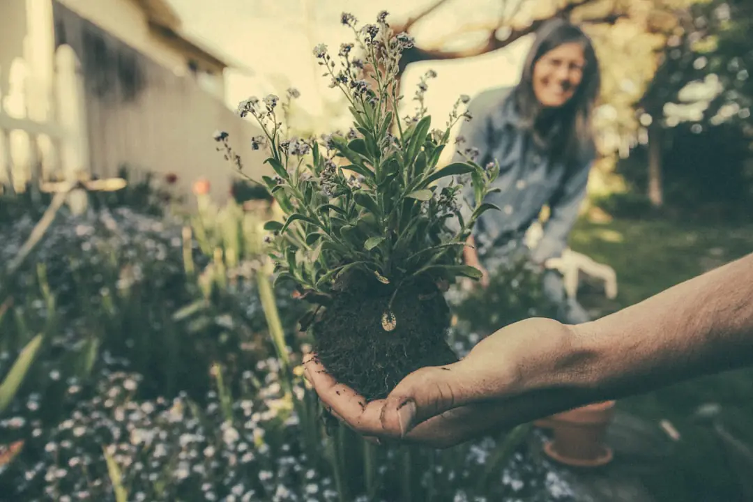 Jardin potager français en fin d’hiver avec rangs paillés, outils propres et jeunes semis protégés