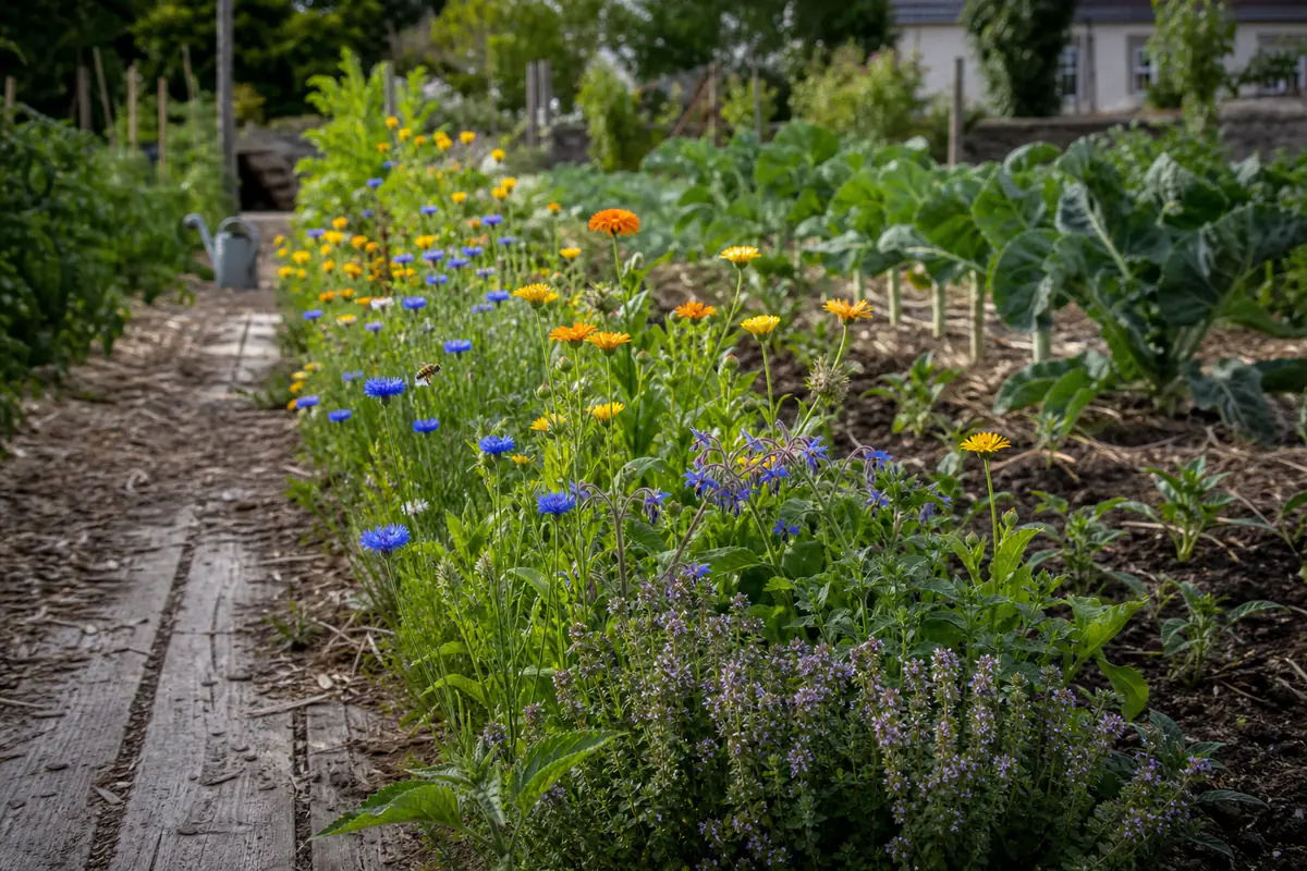 Bordure de soucis, bleuets et bourrache en fleurs le long d’un potager français paillé et diversifié