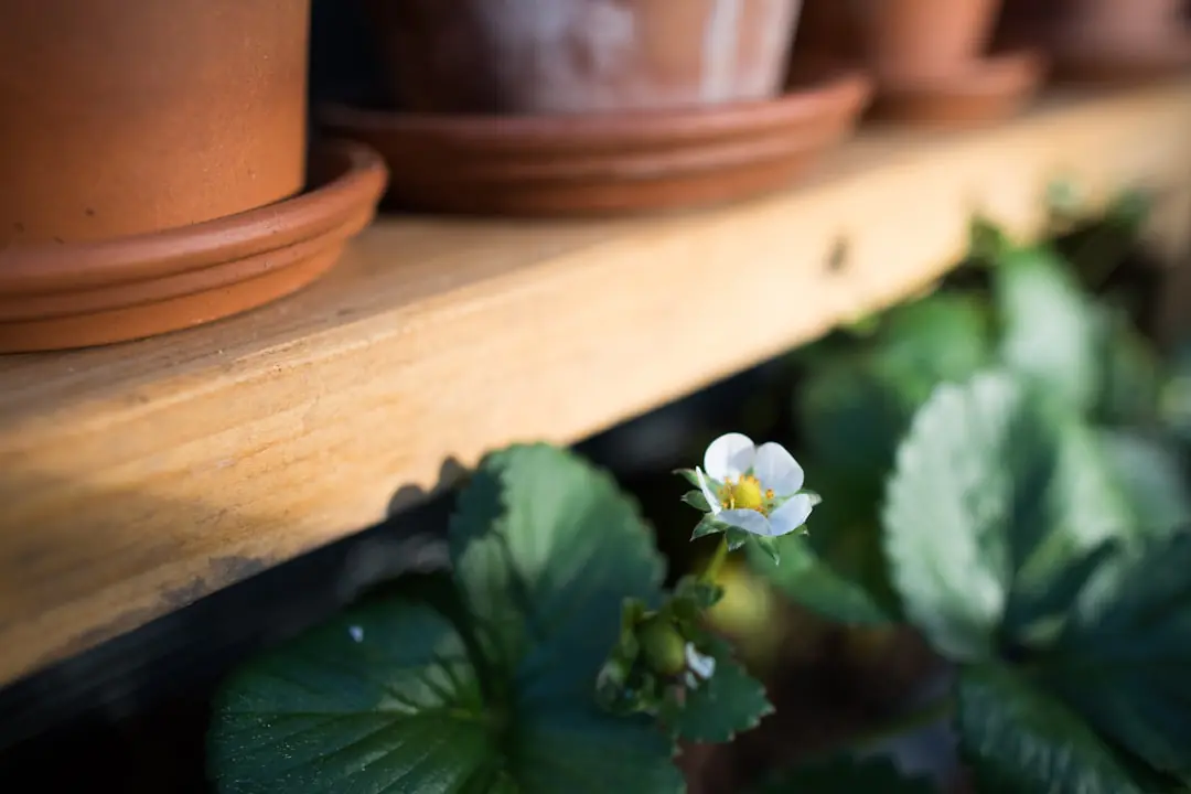 Potager biologique français avec légumes paillés, compost mûr, fleurs et arrosage au pied en lumière douce