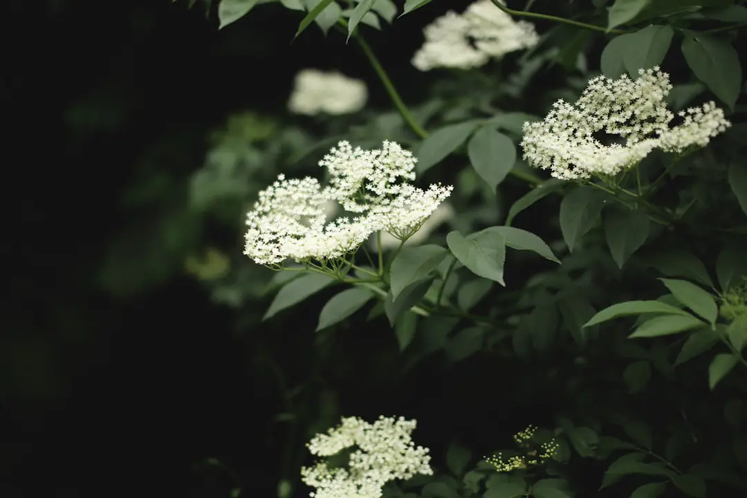 Grand sureau noir en fleurs dans une haie de jardin français, ombelles blanches visitées par des insectes