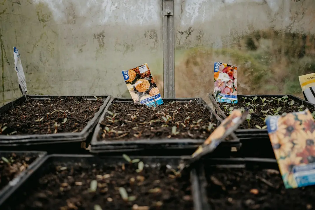 Buttes de maïs, haricots grimpants et courges paillées dans un potager familial ensoleillé