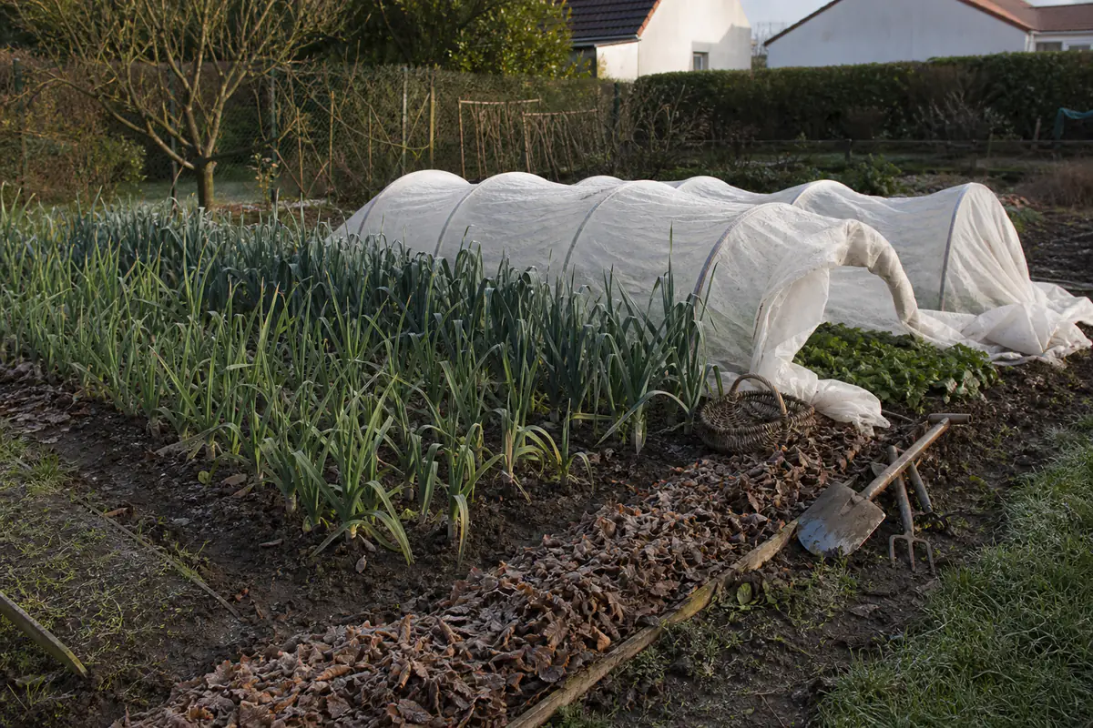 Potager français en hiver avec tunnel bas, mâche, poireaux et sol paillé sous une lumière froide