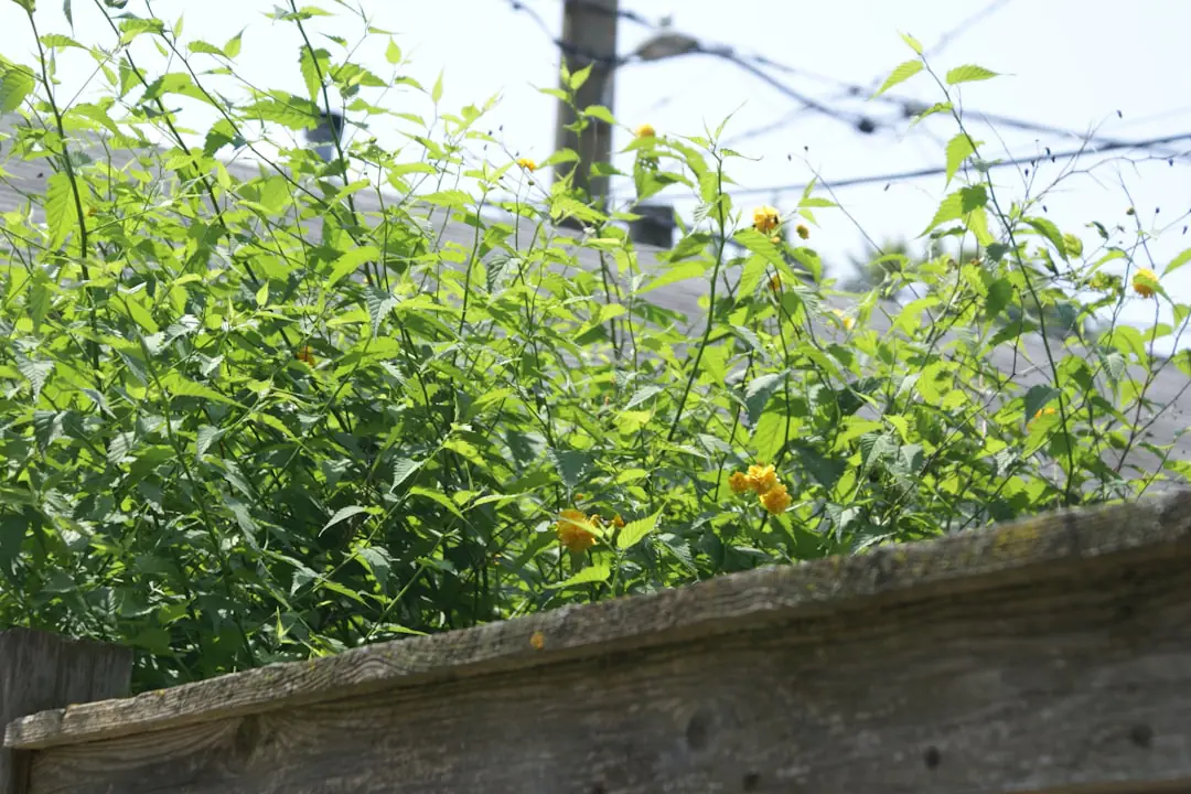 Planche de potager en lasagnes fraîchement montée avec carton, feuilles, compost et jeunes salades de printemps