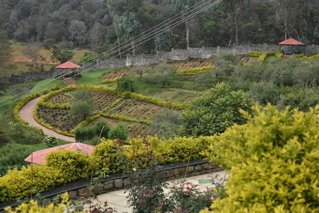 Bacs de tomates cerises, salades et basilic sur une terrasse ensoleillée avec paillage végétal