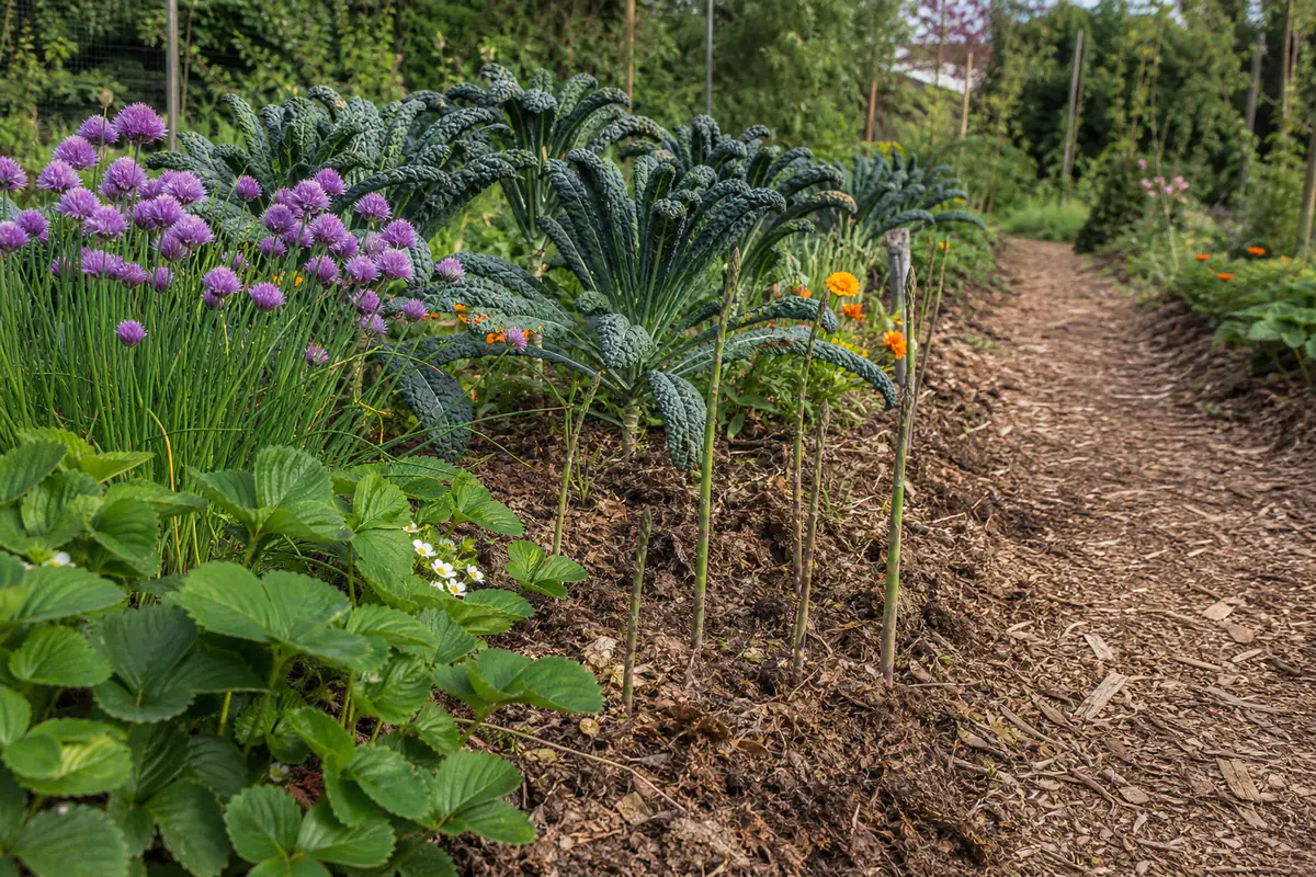 Potager français en planches paillées mêlant chou vivace, ciboulette, fraisiers et jeunes asperges au printemps