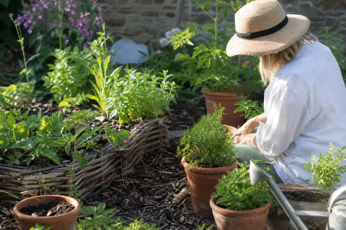 Une jardinière observe des plants aromatiques dans des pots, au soleil doux d’un jardin français naturel.