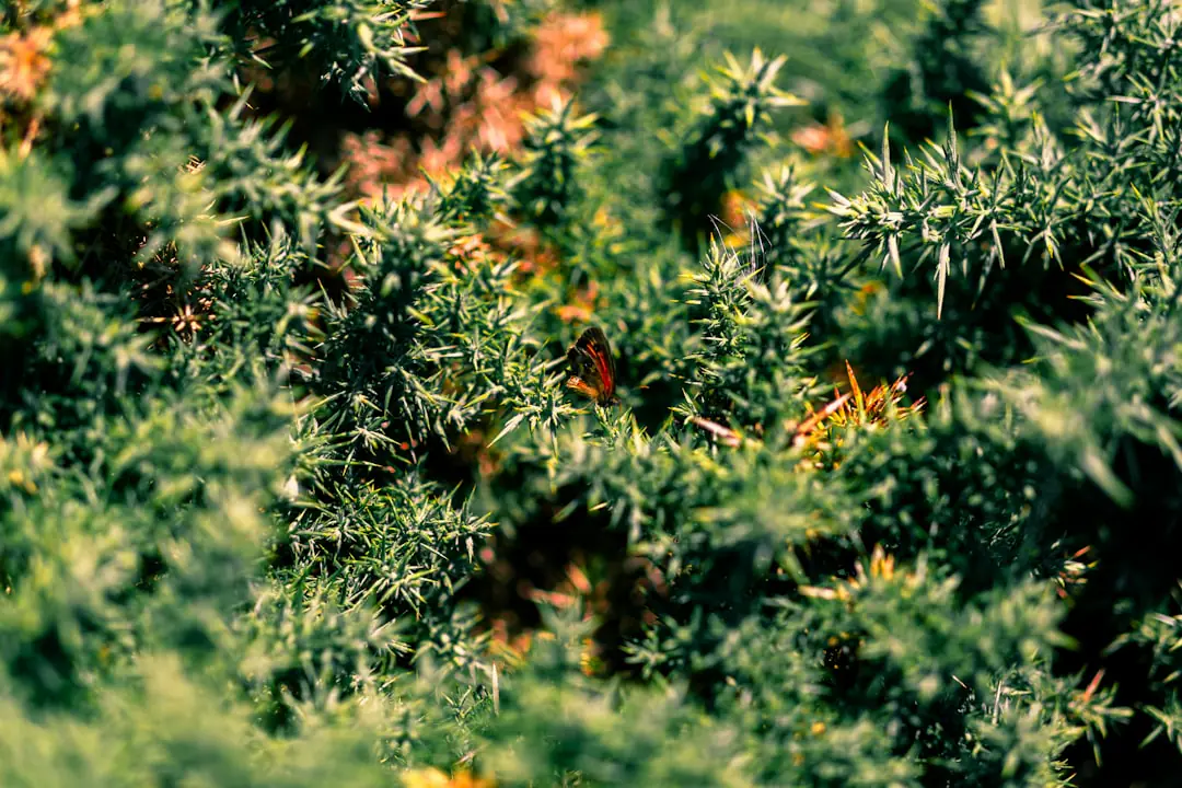 Jardin de montagne français en terrasses avec potager paillé, vivaces fleuries et muret de pierres sèches