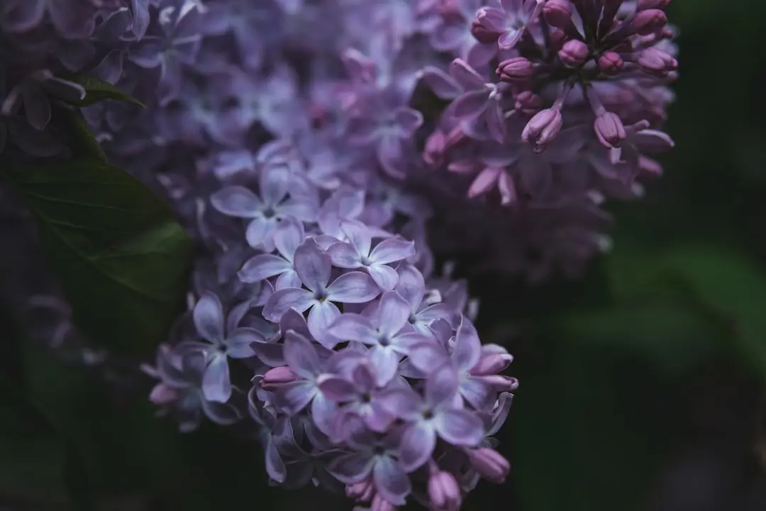 Lilas des Indes rose en pleine floraison estivale dans un jardin français lumineux avec paillage au pied
