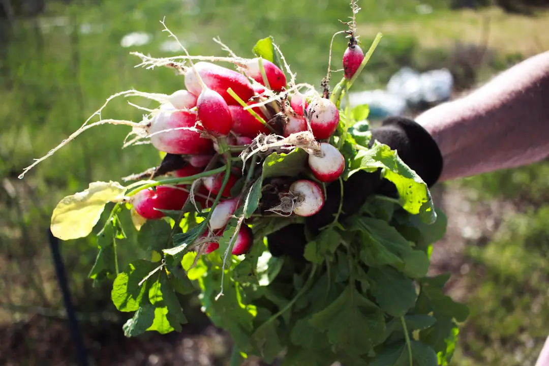 Potager familial français en pleine terre avec tomates tuteurées, salades, paillage de paille et arrosoir au soleil