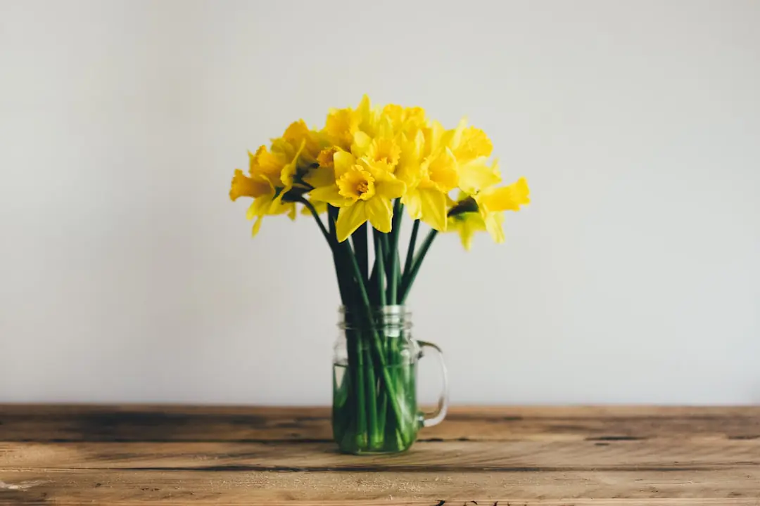 Mimosa en pot protégé d’un voile d’hivernage contre un mur ensoleillé dans un jardin français.