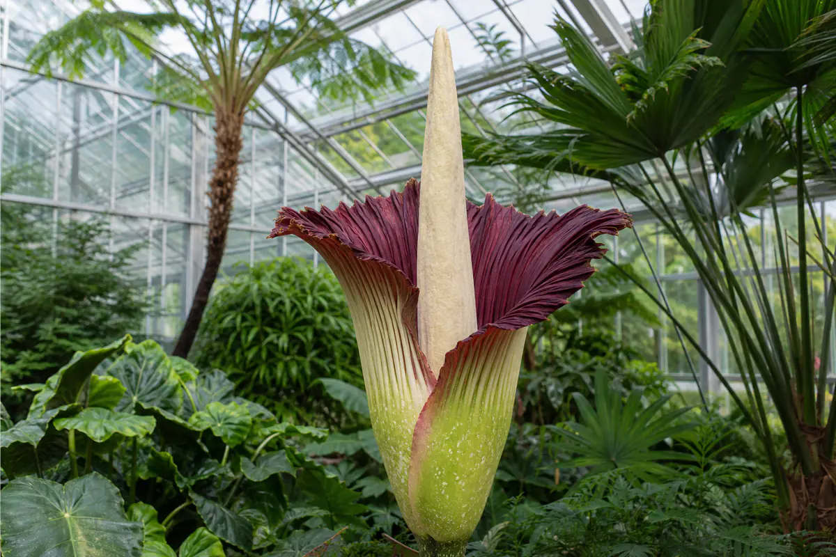 Inflorescence géante d’Amorphophallus titanum aux teintes pourpres ouverte dans une serre tropicale lumineuse
