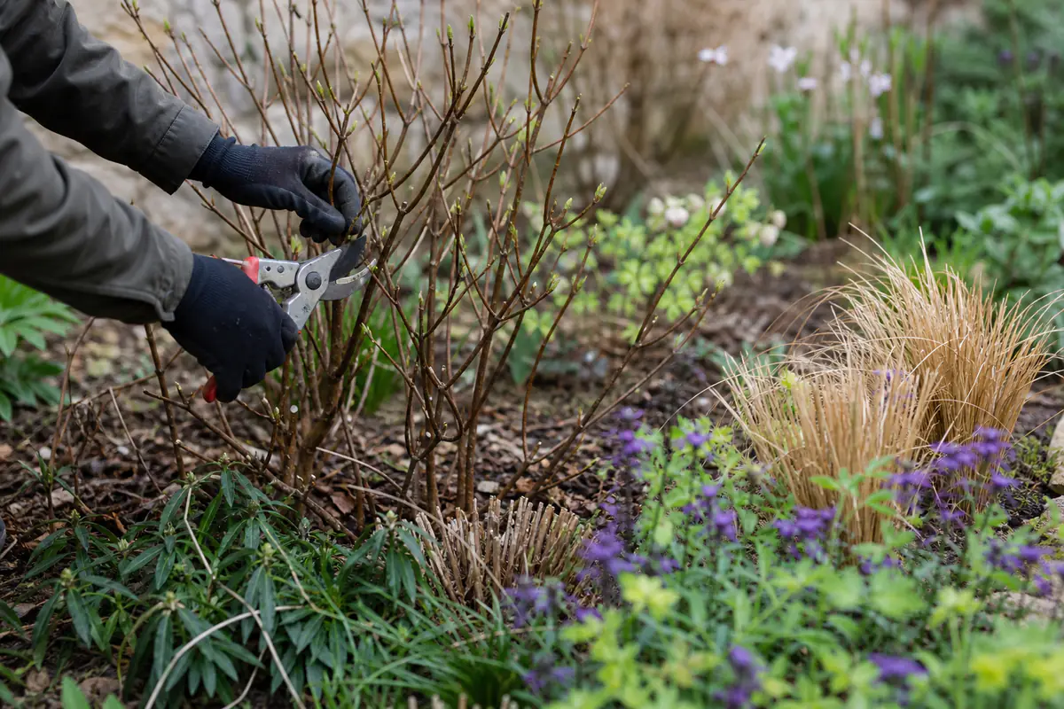 Jardinier taillant un caryoptéris au sécateur dans un jardin français lumineux au début du printemps