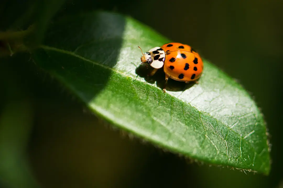 Larves de coccinelles déposées sur un rosier français infesté de pucerons, au crépuscule, pour une lutte biologique ciblée.