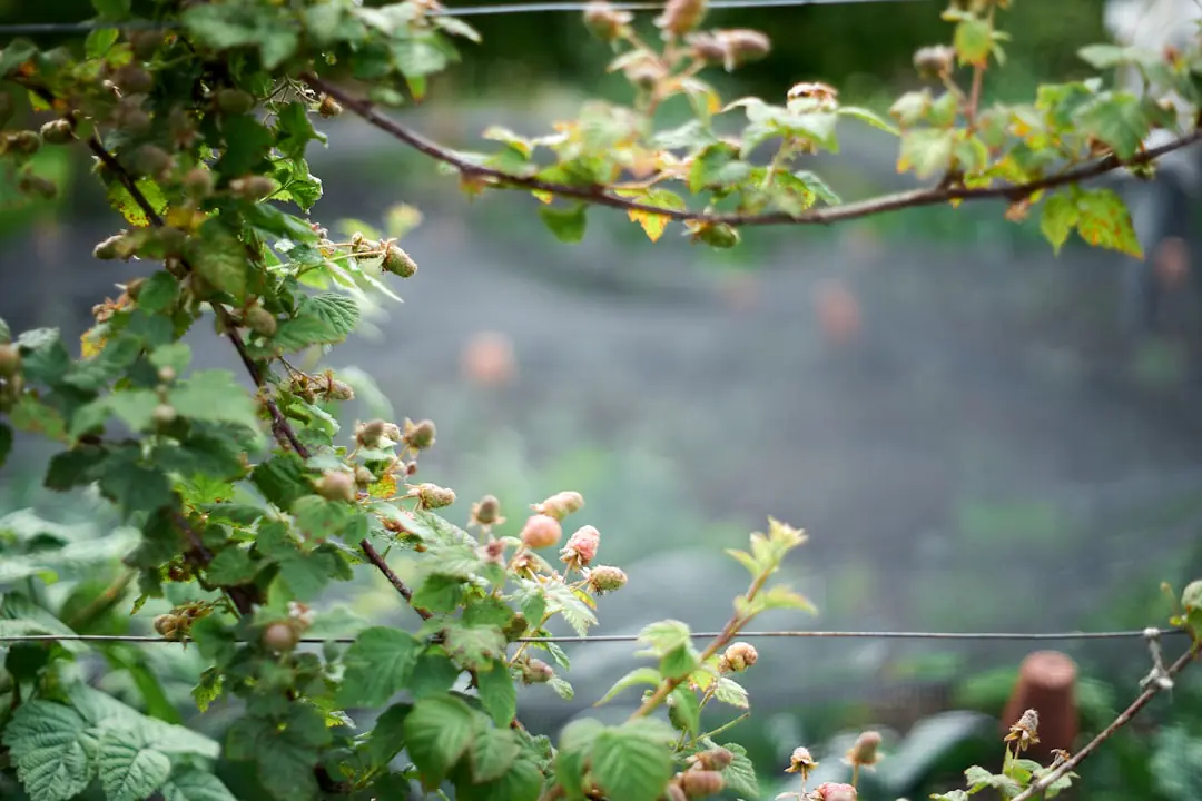Sécateur sans fil compact posé sur un établi de jardin près de rameaux de rosier fraîchement taillés