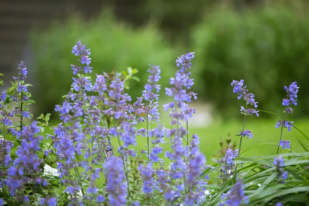 Jardinière coupant les fleurs fanées d’une bordure de vivaces colorées sous une lumière douce de juillet