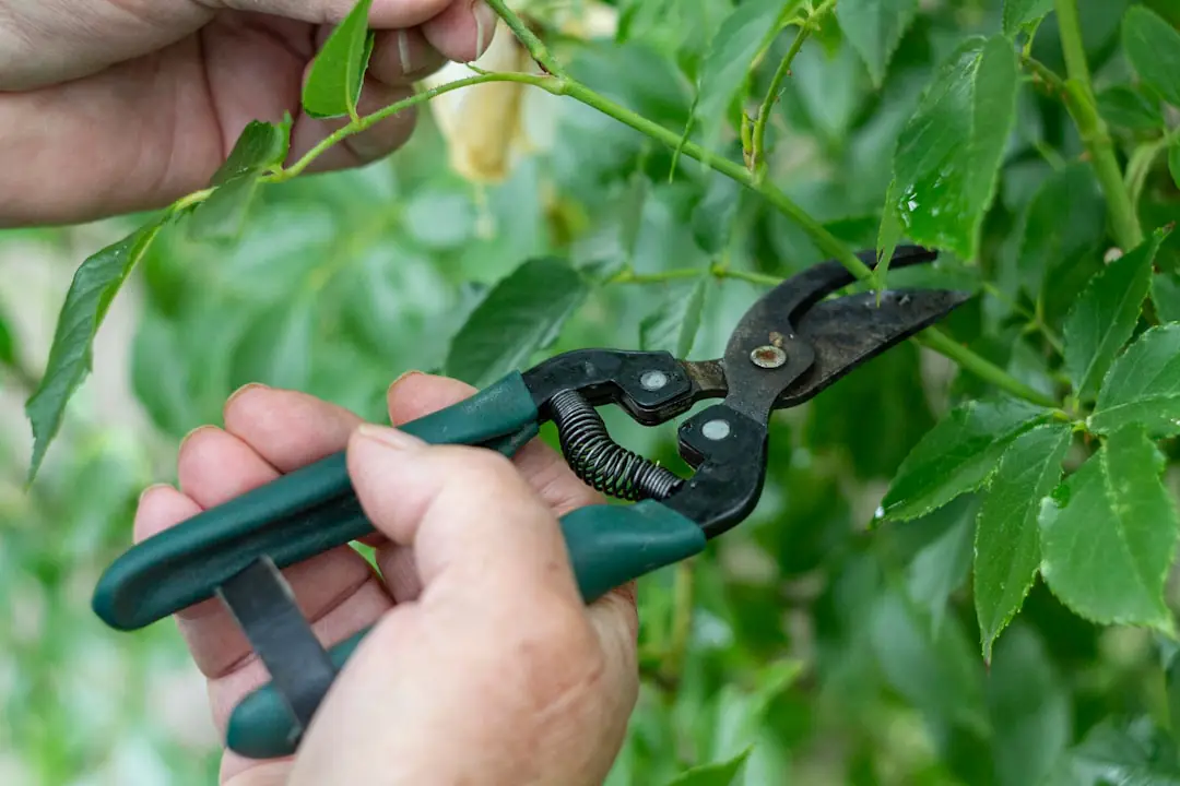 Sécateur à lames franches propre et ouvert sur un établi de jardin, entouré de rameaux fraîchement taillés