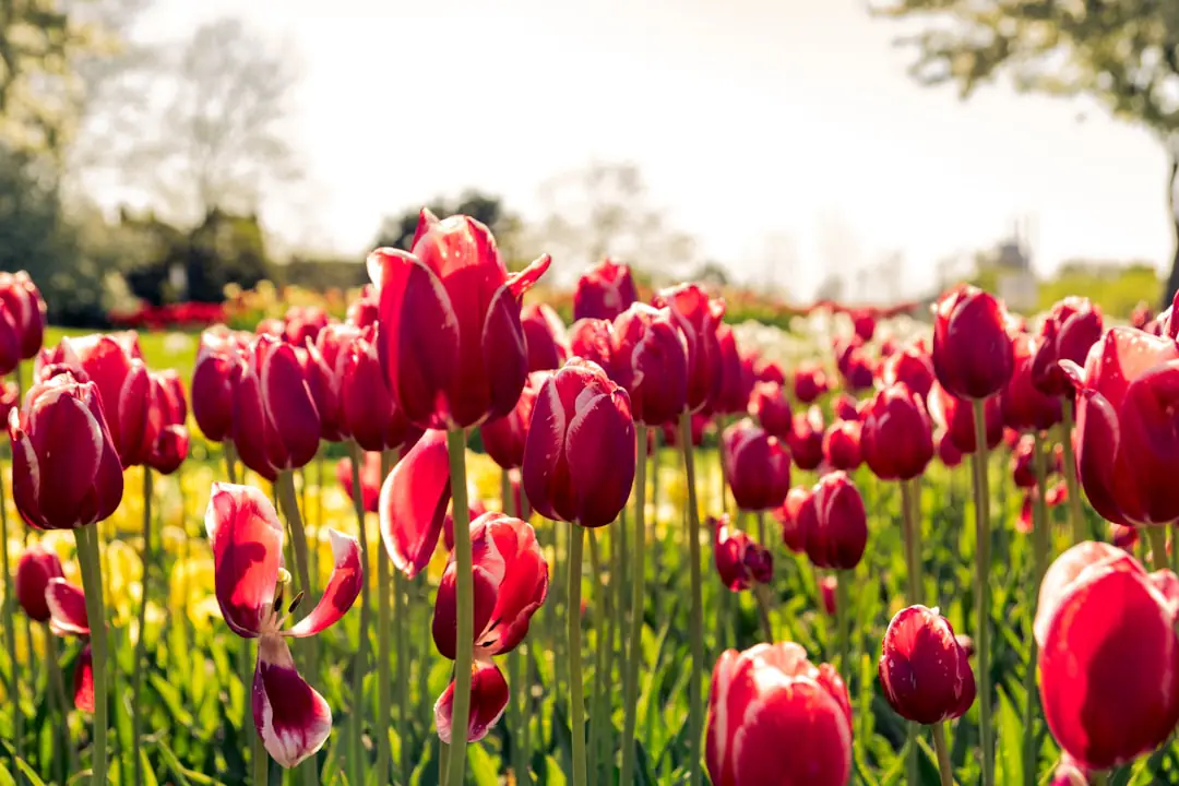 Bouquet de tulipes roses et jaunes dans un vase transparent, près d’une fenêtre sans soleil direct