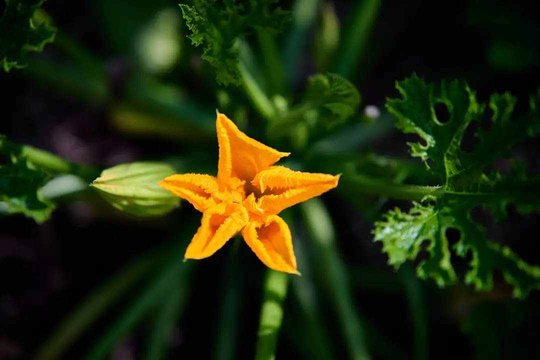 Fleur mâle de courgette tenue près d'une fleur femelle au potager pour une pollinisation manuelle matinale
