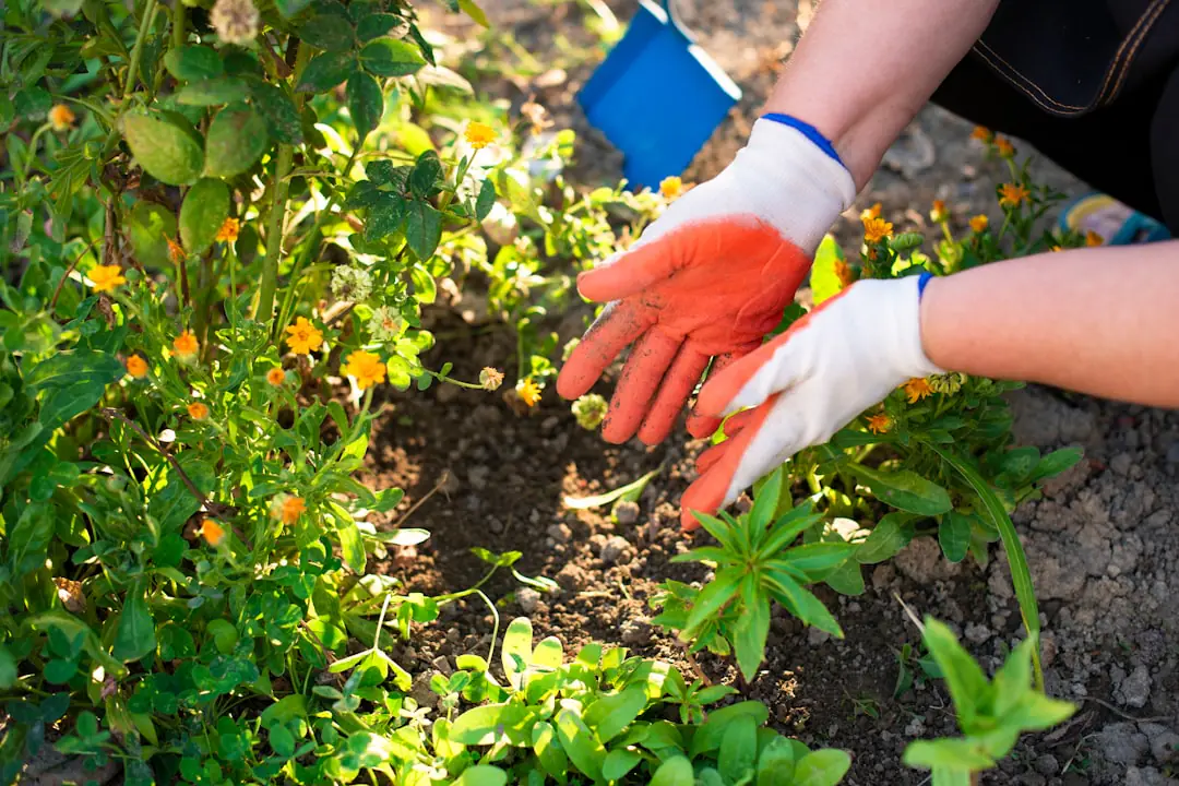 Main utilisant un coton-tige sur une fleur femelle de courgette ouverte dans un potager ensoleillé le matin