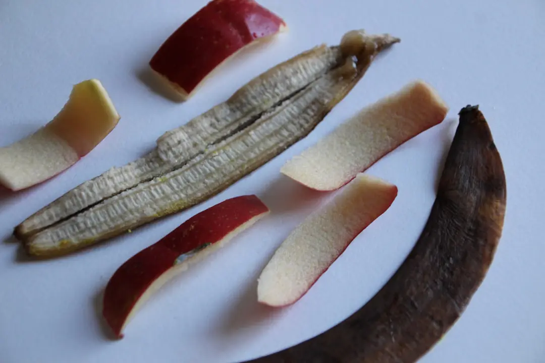 Jardinier enfouissant des morceaux de peau de banane à distance d’un plant de tomate paillé au potager