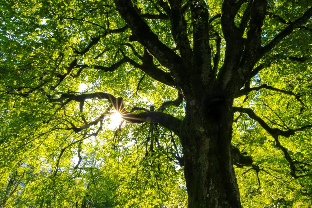 Jeune arbre et arbustes variés plantés dans un jardin français, avec paillage organique au pied des végétaux