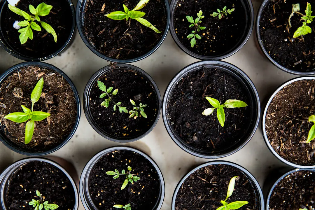 Jardinier ameublissant un potager ressuyé au soleil doux, avec compost, paillage et jeunes semis protégés