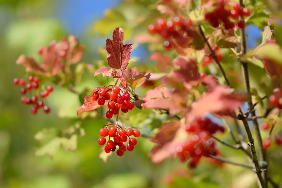 Viburnum plicatum couvert de fleurs blanches en dentelle dans un jardin français lumineux au printemps