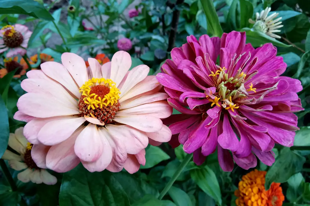 Zinnias roses, orange et rouges en pots de terre cuite sur un balcon français très ensoleillé