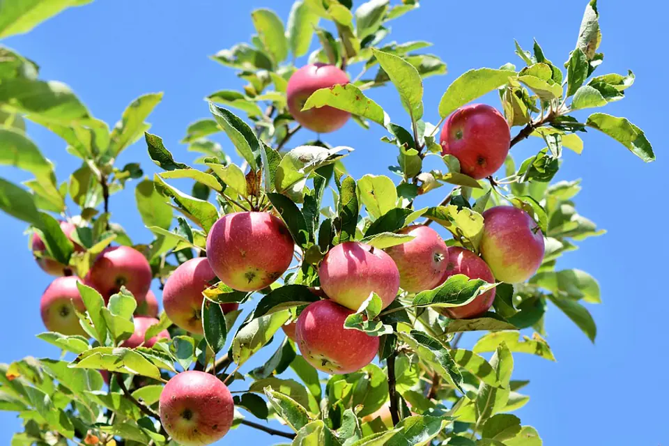 Main d’un jardinier retirant les jeunes fruits en surnombre sur un pommier éclairé au printemps
