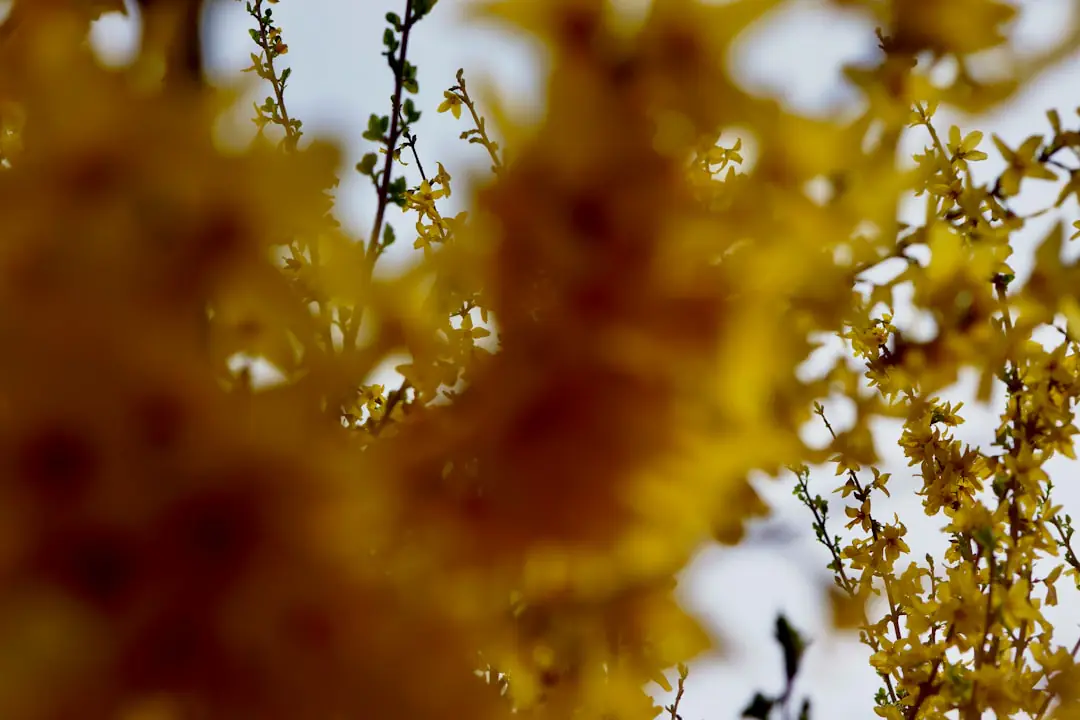 Forsythia peu fleuri au printemps, rameaux dégarnis et jeune pousse verte au pied dans un jardin français