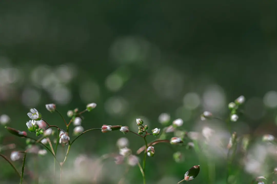 Un groupe d’adultes plante des salades en bacs dans un jardin collectif solidaire, sous une lumière douce.