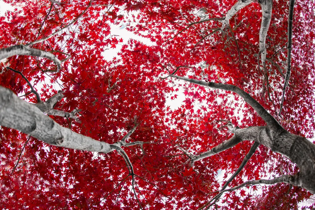 Érable du Japon au feuillage rouge orangé dans un jardin français ombragé, bordé de paillage végétal
