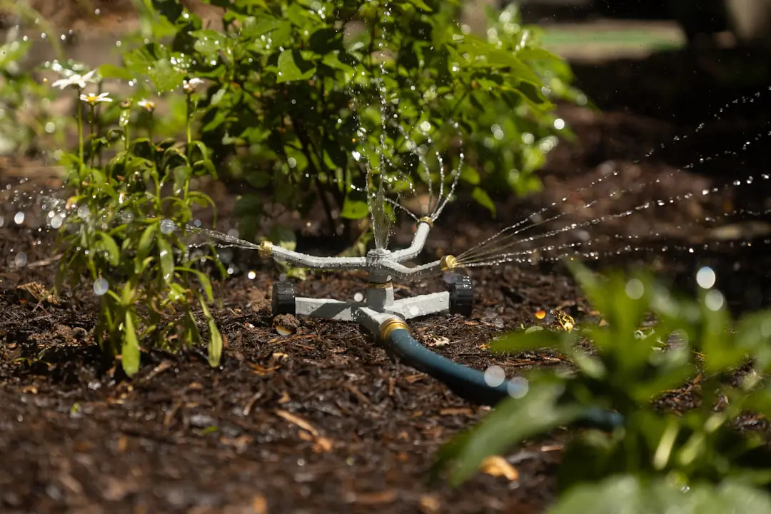 Arrosage matinal au pied de plants de tomates paillés dans un potager français en plein été
