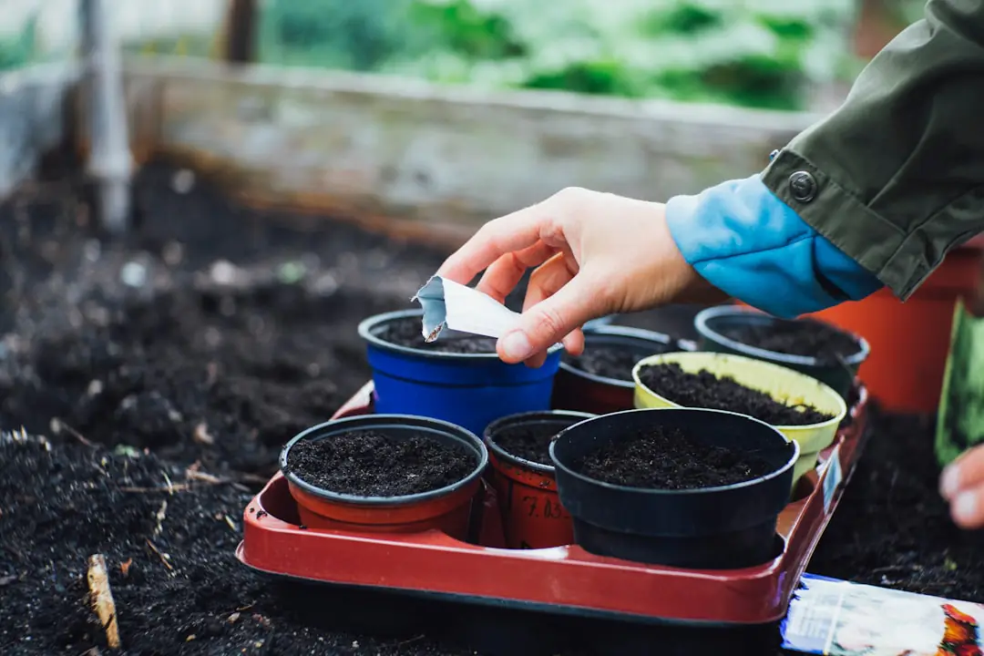 Plateaux de semis de tomates, poivrons et laitues près d’une fenêtre lumineuse dans un jardin français