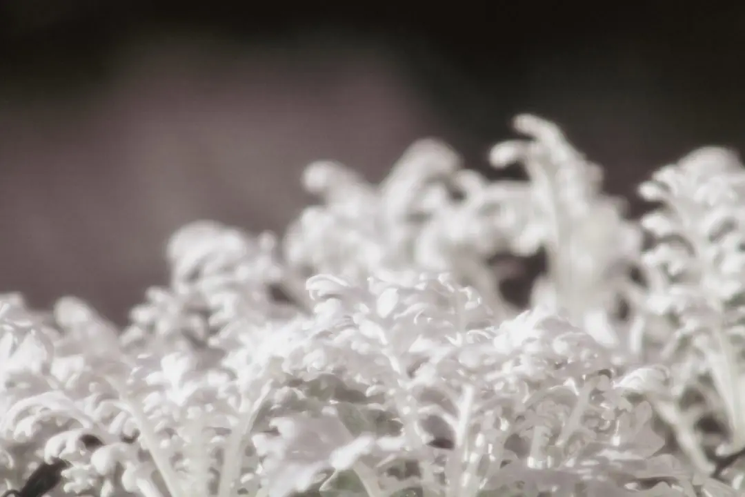 Massif de perce-neige, hellébores et crocus en fleurs dans un jardin français au cœur de l’hiver