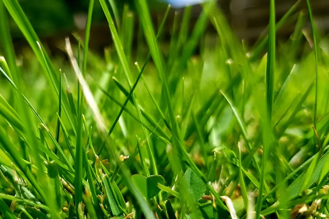Pelouse de jardin français partiellement scarifiée, avec mousse retirée et jeunes semis de gazon visibles