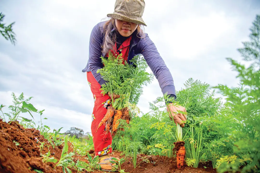 Fèves, pois et pois de senteur semés en février dans un potager français avec tuteurs en bois.