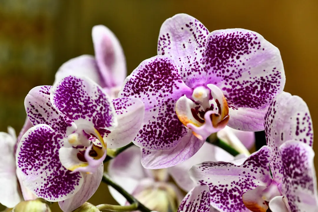 Orchidée Phalaenopsis en pot transparent près d’une fenêtre voilée, avec racines saines visibles