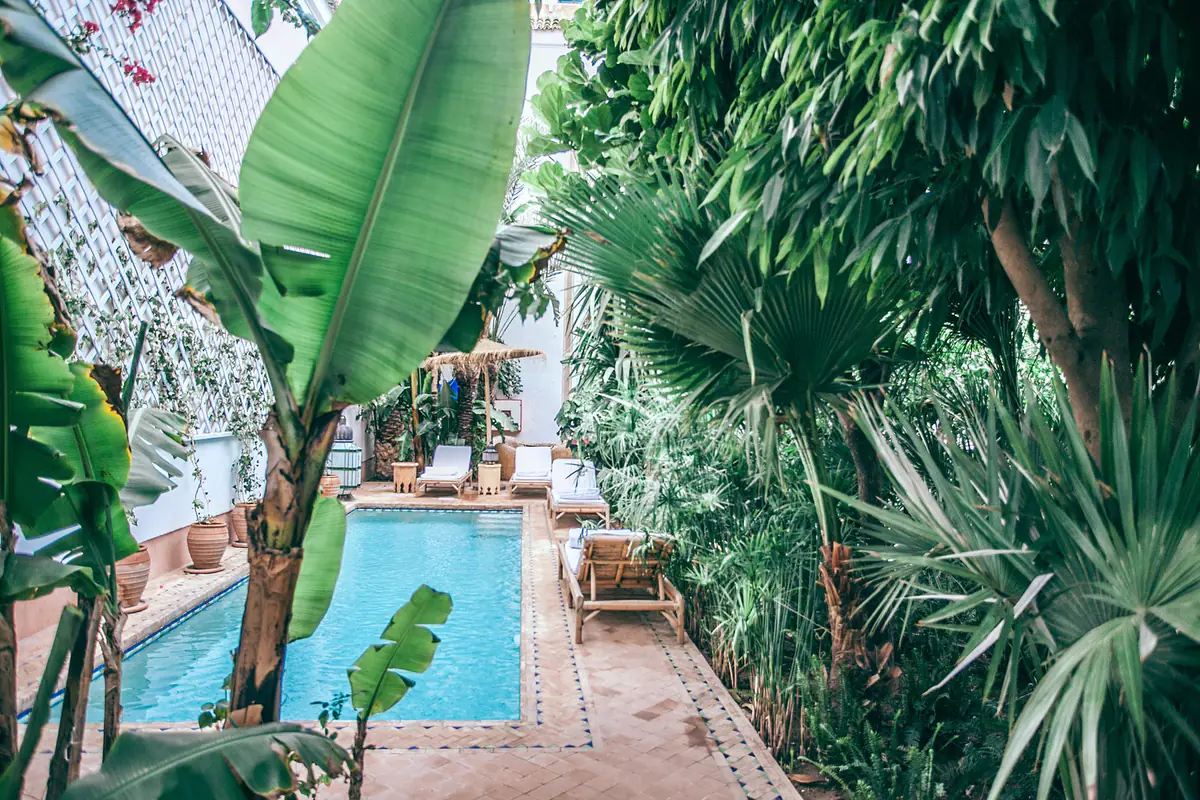 Étagère lumineuse d’un salon français avec cactées en pots drainants et plantes tropicales séparées